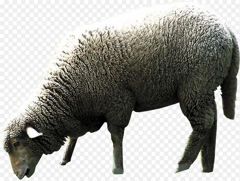 �ɰ���������-������