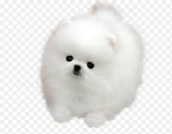 ��ɫ�ɰ�С��ͼƬ-������