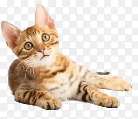 ��ͨ����ͼƬ����ʸ��ͼ-������