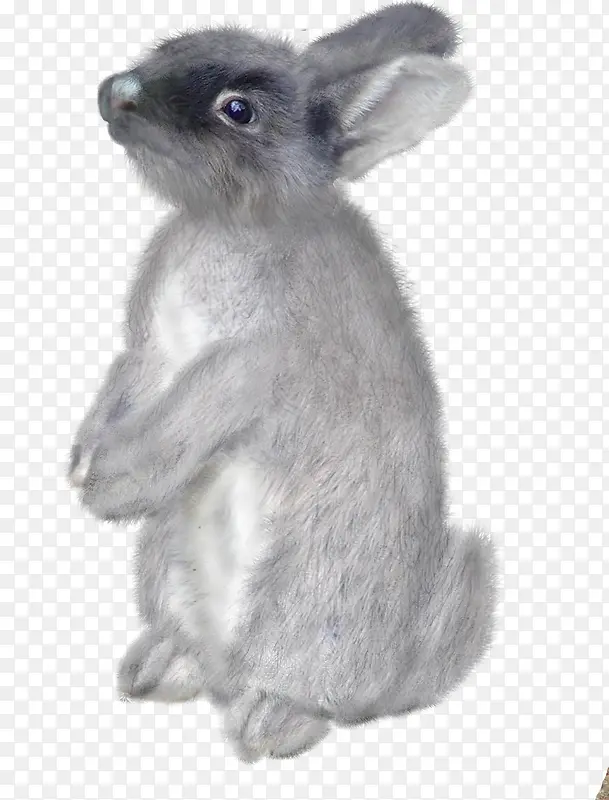 ���ﶯ��ͼ��-������