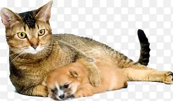 �������趯��ʸ��ͼ-������