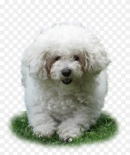 ��ɫ���ܵĹ�-������