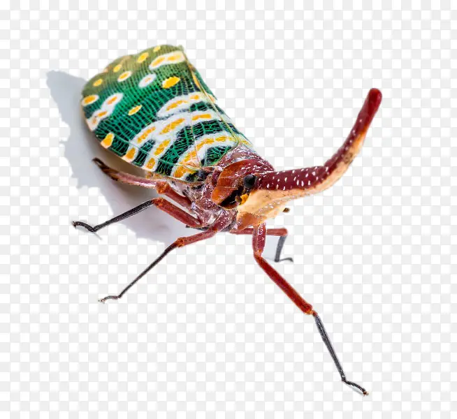 ����������-������