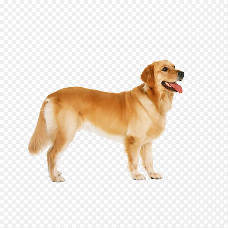 ��ëȮ����ͼƬ-������