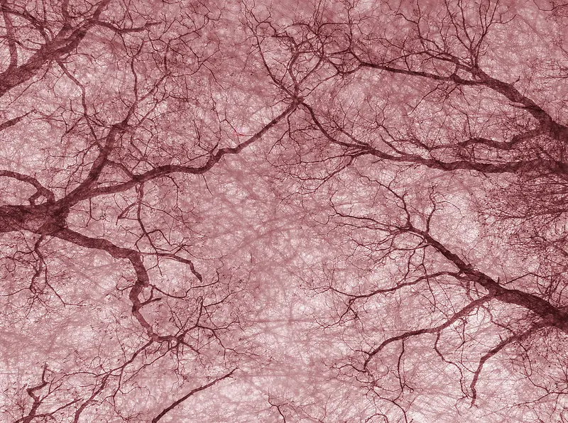 ����֦�ɱ���-������