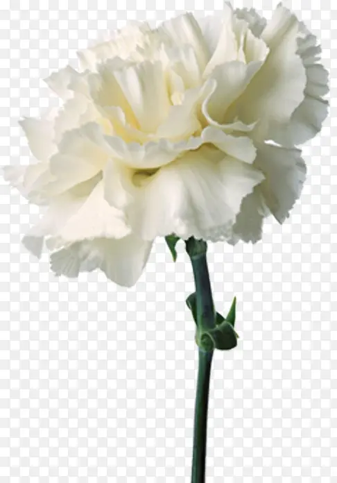 ��ɫ����ܰ���˽�-������