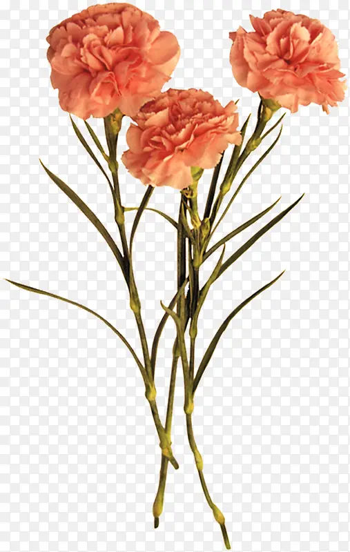 ��ɫ�ʻ�����ܰ����-������