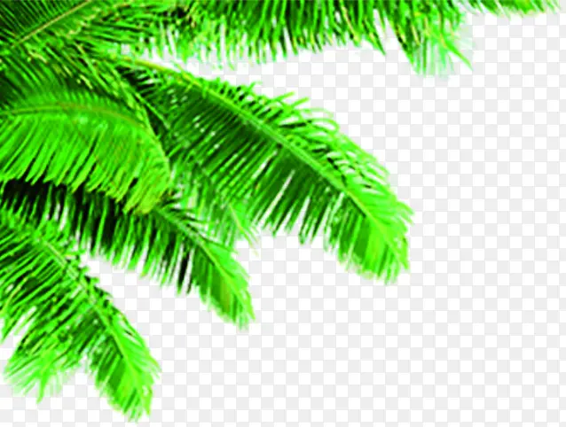 �廭����ֲ����ɫ��Ҷ-������