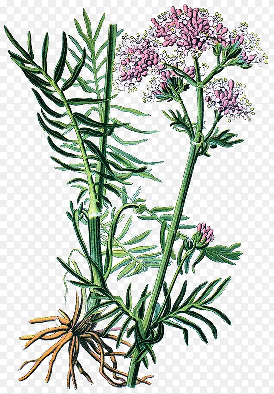 �Ӳ��ֻ�-������