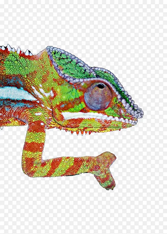 ƫ��ɫ��ɫ��ͷ-������