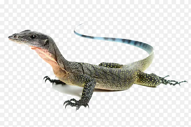 ��ɫ������-������