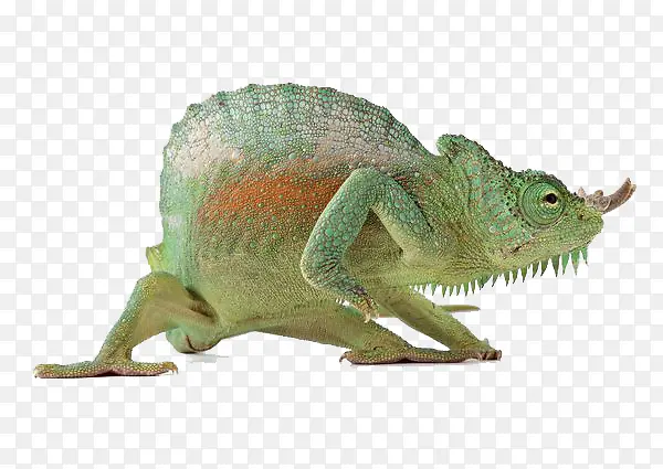 ��ɫ������-������