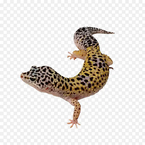 ��ɫ������-������