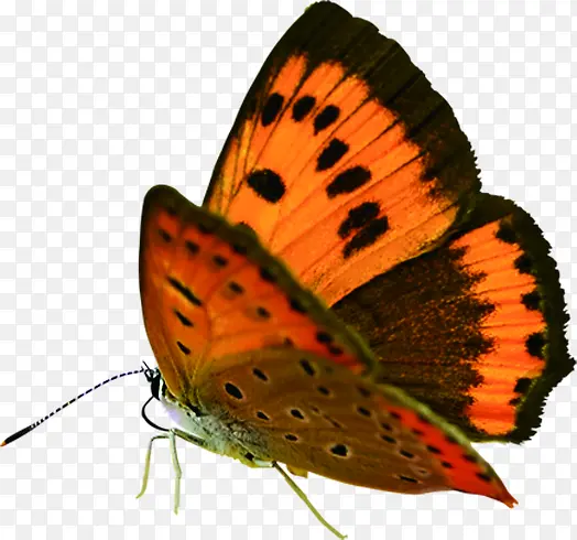 ������Ӱ��ɫ������-������