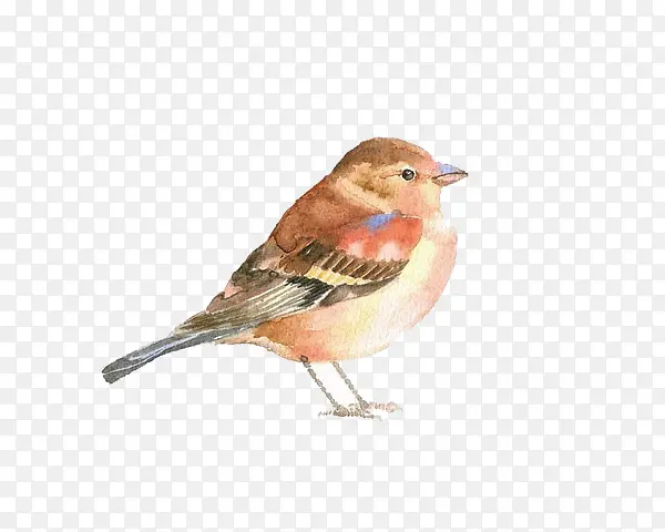 �廭��-������