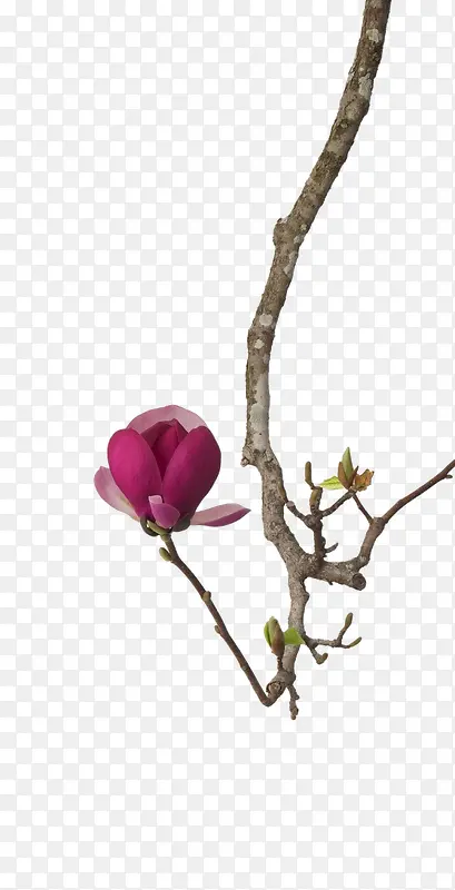 ��ɫ������ֲ֦��-������