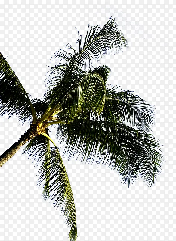 Ҷ����-������