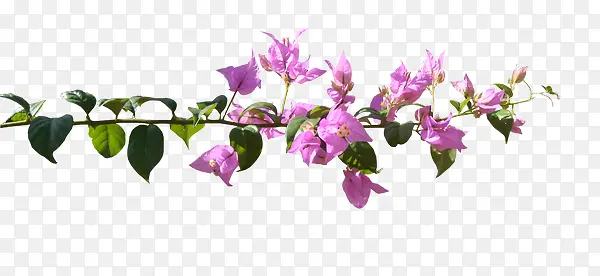 ��֦����ˮ�ʻ���-������