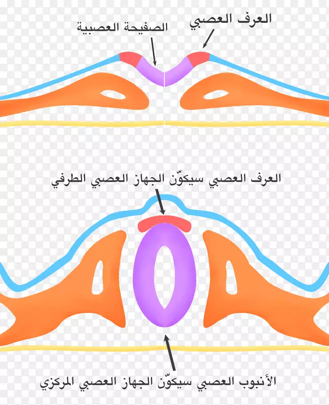 ����������ϵͳ�񾭹�ϸ����-������