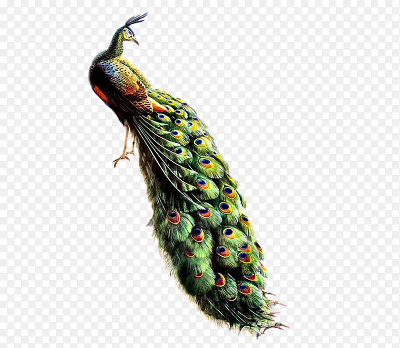 ��������ɫ�Ļ���ȸ-������