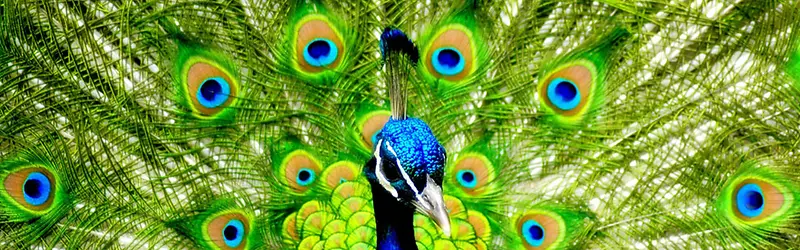 ��ɫ�����زĿ�ȸ�����ز�-������