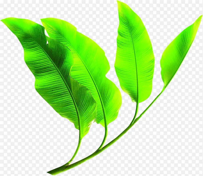 ��ͨ�ɰ���ɫ��Ҷ-������