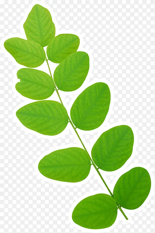 ��ɫ��ͨ�ɰ���Ҷ-������