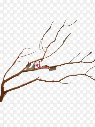 ��Լ��֦�Ҿ����-������