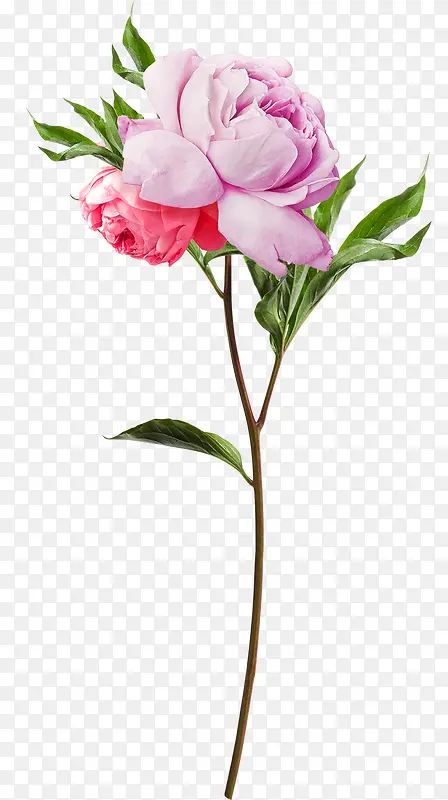 õ���ʻ��廭�羰-������