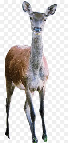 ��ɫС¹�زĿɰ�-������