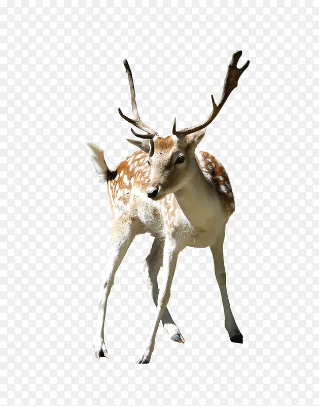 ��Ʒʵ��¹-������