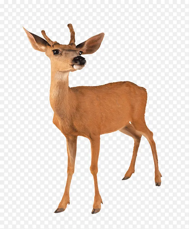 ����С¹-������