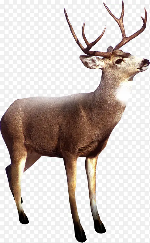 ����ɰ�С¹װ��-������