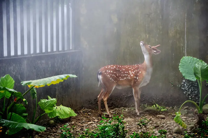 �ɰ�С¹ͼƬ�ز�-������