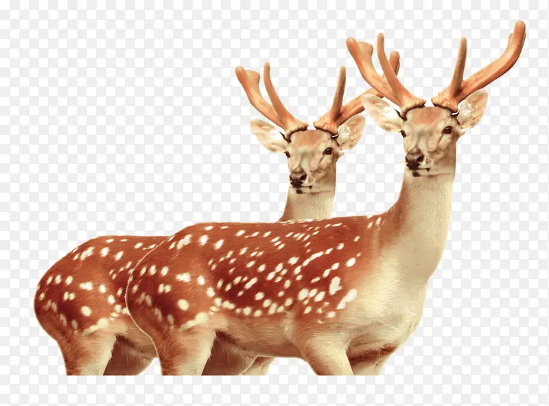 С¹ͼƬ�ز�-������