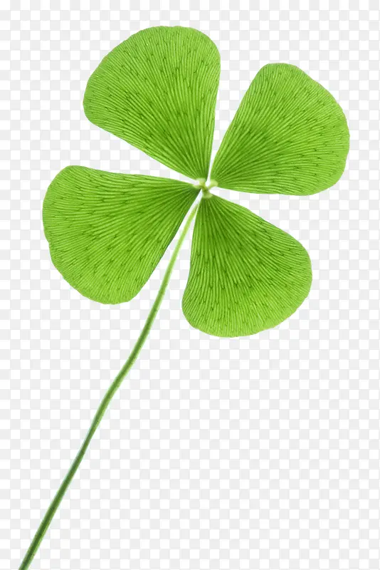 ��Ҷ��-������