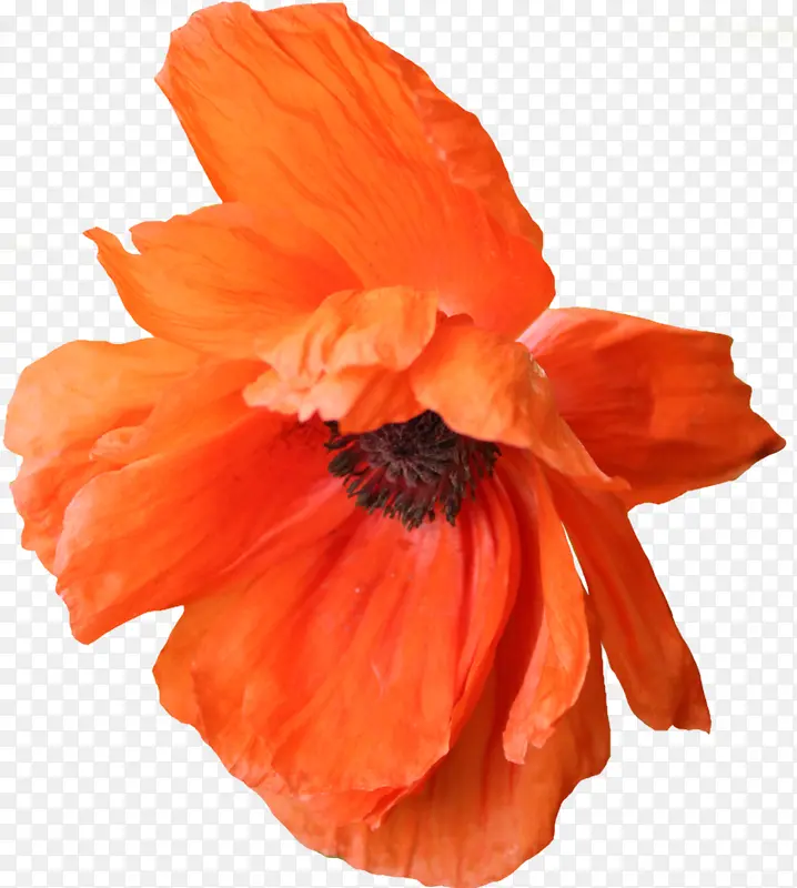 ��ɫʢ��С��-������