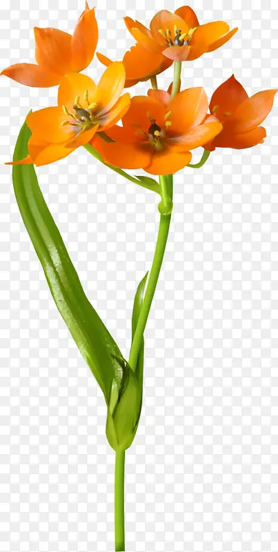 ������ɫС��-������