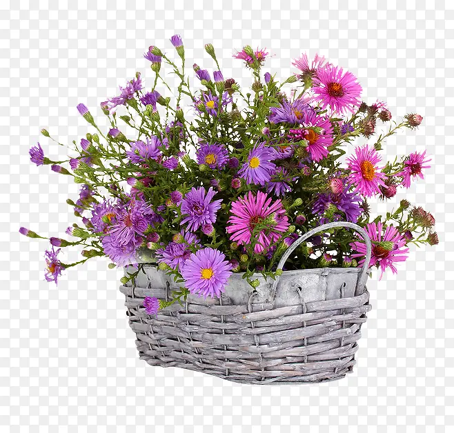 �������İ�ɫ����-������