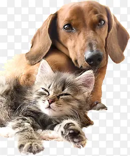 �ɰ�è�乷������-������