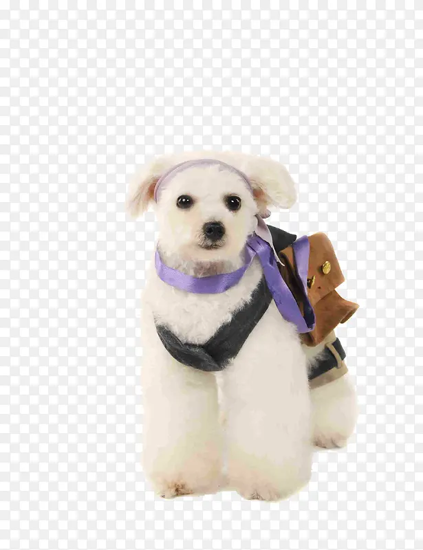 �ɰ�̩��Ȯ-������