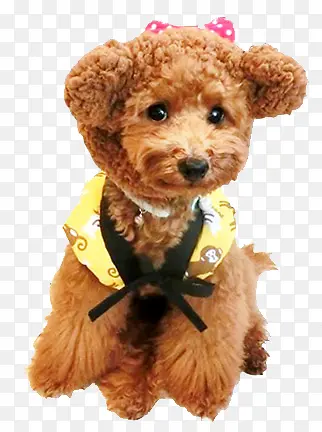 �ɰ���̩��-������