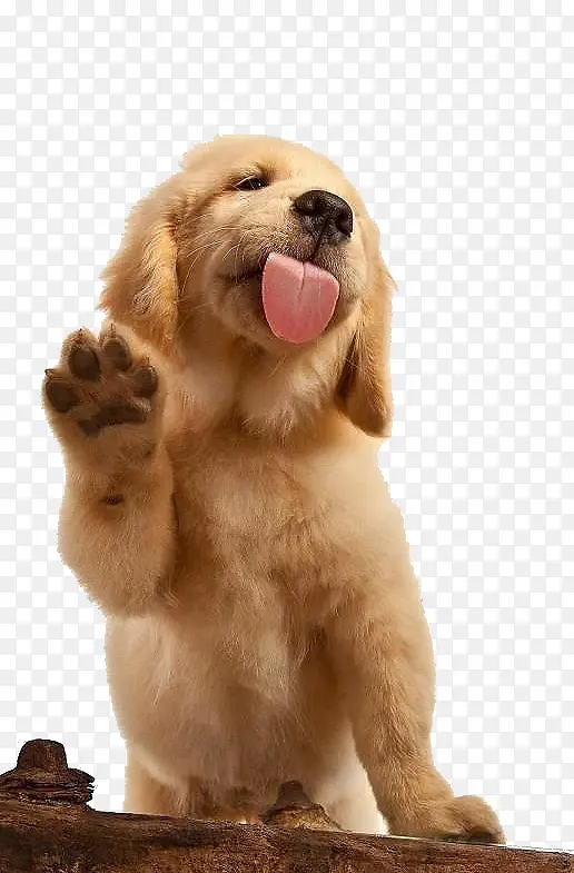 �ɰ�С����װ�ز�-������