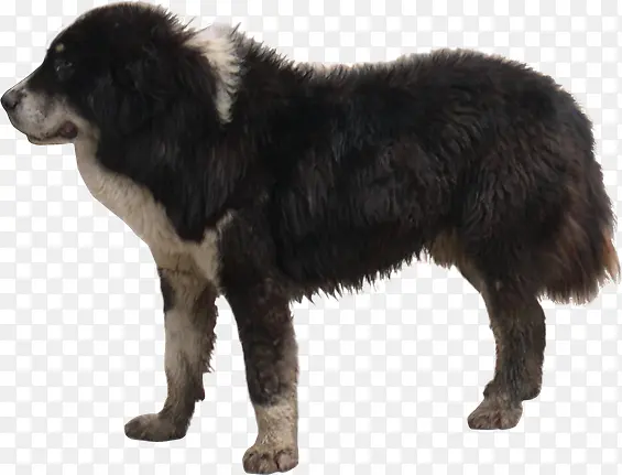 ��ɫС���ɰ���˳-������