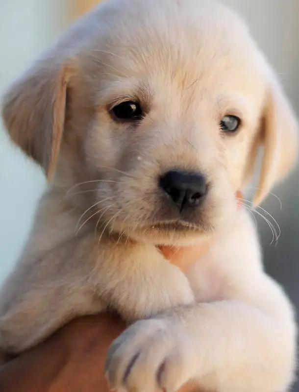 �ɰ�����С������-������