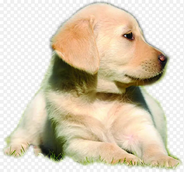 ʱ�пɰ����ﹷ��-������