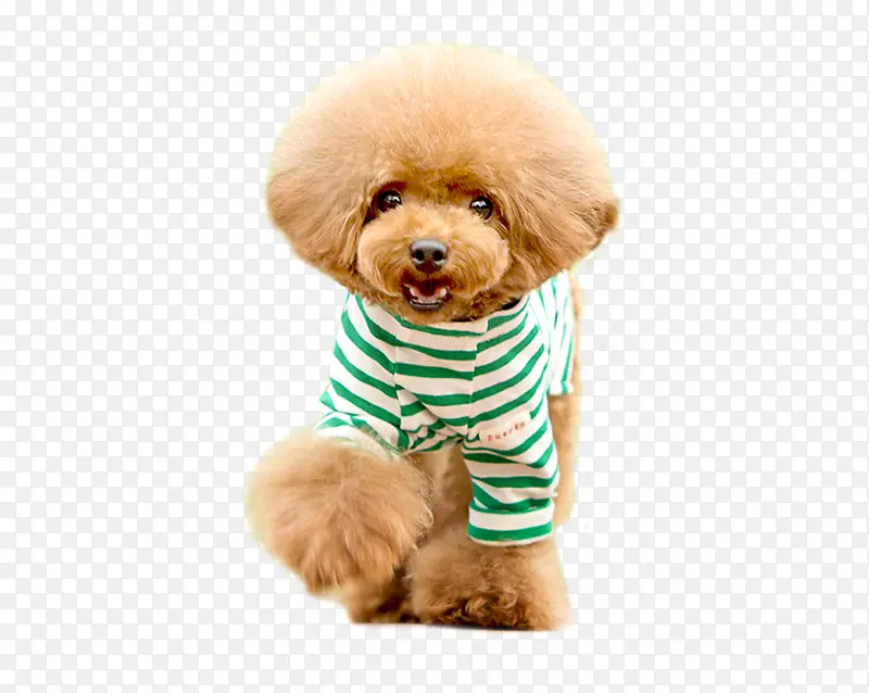 С����̩��-������