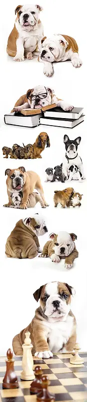 ���ȿɰ�����ֻ����-������