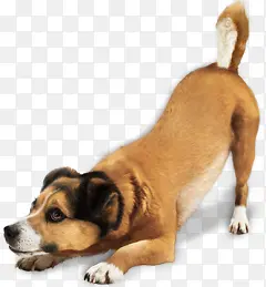 ��ɫ�ɰ�����С��-������