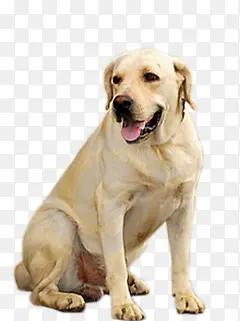 ��ɫ�ɰ�С������-������